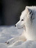 Finland, Ranua Wildlife Park. Dhole, Arctic fox in white winter coat.