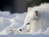 Finland, Ranua Wildlife Park. Dhole, Arctic fox in white winter coat.