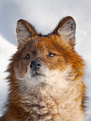 Finnland, Ranua Wildlife Park. Dhole, Asiatischer Wildhund im Winter.