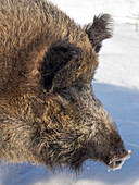 Finnland, Ranua Wildlife Park. Wildschwein im Winter.