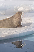 Norway, Svalbard. Close-up of male walrus on ice floe in Arctic Ocean.