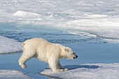 Norway, Svalbard. Polar bear cub jumping across water on pack ice.