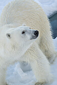 Norwegen, Svalbard. Norwegen, Svalbard. Nahaufnahme eines männlichen Eisbären auf dem Eis.