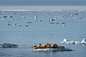 Norwegen, Svalbard. Walross Schale im Arktischen Ozean.