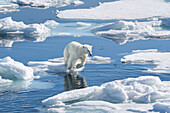 Norway, Svalbard. Polar bear cub jumping across water on pack ice.