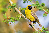 Southern masked weaver keeping a watchful eye on its nest, southern Africa
