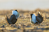 Sage grouse males compete for the premium spot on the lek in Colorado