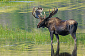 Elchbulle nutzt einen kleinen Teich zur Abkühlung in den Rocky Mountains von Colorado.