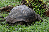 Riesenschildkröte im Naturschutzgebiet auf der Insel Santa Cruz auf den Galapagosinseln.