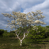 USA, New Jersey, Pine Barrens National Preserve. Tree with white flowers in spring.