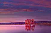 Single tree and reflection at sunrise, Bosque del Apache National Wildlife Refuge, New Mexico