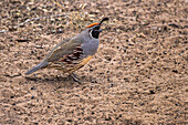 Gambel's quail, Bosque del Apache National Wildlife Refuge, New Mexico