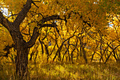 USA, New Mexico, Jemez National Recreation Area. Cottonwood trees in autumn.