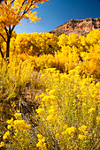 USA, New Mexico, Jemez National Recreation Area. Cliff and cottonwood trees in autumn.