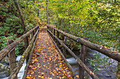 USA, North Carolina, Joyce Kilmer Memorial Forest. Wooden bridge over stream.