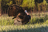 Male wild turkey displaying for females, Cades Cove, Great Smoky Mountains National Park, Tennessee