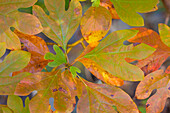 USA, Tennessee, Cherokee National Forest. Close-up of sassafras tree leaves.