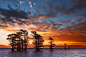 Bald cypress trees silhouetted at sunrise in southern swamp, Caddo Lake, Texas.