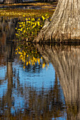 Yellow coreopsis flowers, bald cypress trees in southern swamp, Caddo Lake, Texas.