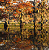 Bald cypress trees reflecting autumn colors in southern swamp, Caddo Lake, Texas.