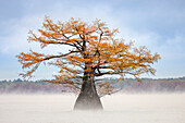 Morning mist and autumn colors on Caddo Lake, Texas.
