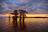Stand of bald cypress trees, silhouetted at sunrise, Caddo Lake, Texas.