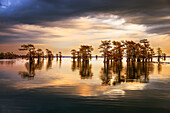 Stand of bald cypress trees, silhouetted at sunrise, Caddo Lake, Texas.