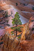 Early morning view of hoodoo formations Bryce Canyon National Park, Utah