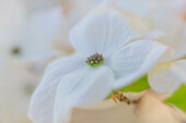 Dogwood tree bloom.