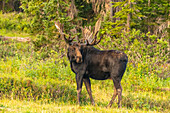 USA, Wyoming, Medicine Bow National Forest. Elchbulle in einem Feld.