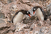 Antarctica, Cuverville Island. Gentoo penguins on rock nest calling.