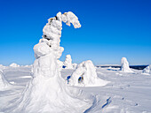 Boreal forest covered in snow (Tykkylumi) in the Taiga of Finland at mountain Iso Pyhatunturi. Winter in the Salla National Park in Finnish Lapland.
