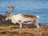 Semi-domesticated reindeer, female, on the island Senja near Mefjordvaer during late winter. Norway.