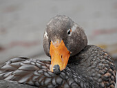 Falkland Islands. Headshot of a male Falkland steamer duck.