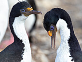 Falkland Islands. Two adult rock shags groom one another.