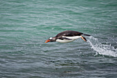 Falkland Islands. A gentoo penguin jumps out of the water while swimming in the blue-green water.