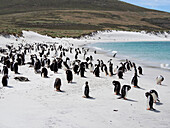 Falkland Islands. Portrait of a gentoo penguin colony on the white sand beach on Carcass Island.