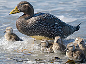 Falkland-Dampfschiff-Entenküken, eine endemische Ente, die an den Küsten der Falklandinseln lebt. Das Männchen hat einen orangefarbenen Schnabel, das Weibchen einen grünlichen Schnabel, Sea Lion Island