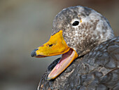 Falkland-Dampfschiffente, eine endemische Ente, die an den Küsten der Falklandinseln lebt. Das Männchen hat einen orangefarbenen Schnabel, das Weibchen einen grünlichen Schnabel, Sea Lion Island