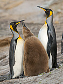 King penguin feeding of a chick in the Falkland Islands in the South Atlantic, Saunders Island.