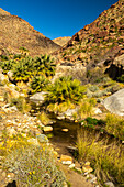 USA, California, Anza Borrego Desert State Park. Palm trees and creek.