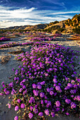 Sand verbena wildflowers in the Coachella Valley National Wildlife Refuge near Palm Springs, California, USA