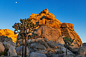 Granite boulders and Joshua trees in Joshua Tree National Park, California, USA