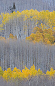 USA, Colorado, Gunnison National Forest. Aspen trees with yellow tops in autumn.