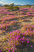 USA, California, Anza Borrego Desert State Park. Blooming verbena flowers.