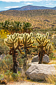 USA, California, Anza Borrego Desert State Park. Cholla cactus and blooming brittlebush.