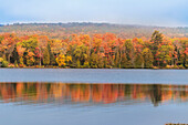 USA, Michigan, Ottawa National Forest. Maple tree forest reflects in lake.