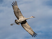 Sandhügelkranich ruft im Flug, Bernardo Wildlife Area, New Mexico