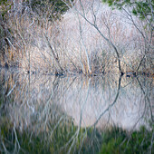 USA, Pennsylvania, Delaware Water Gap. Frosty winter trees reflect in water.