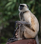 India, Rajasthan. Ranthambore National Park. Female Grey Langur monkey protecting her very young juvenile who is peeking out
